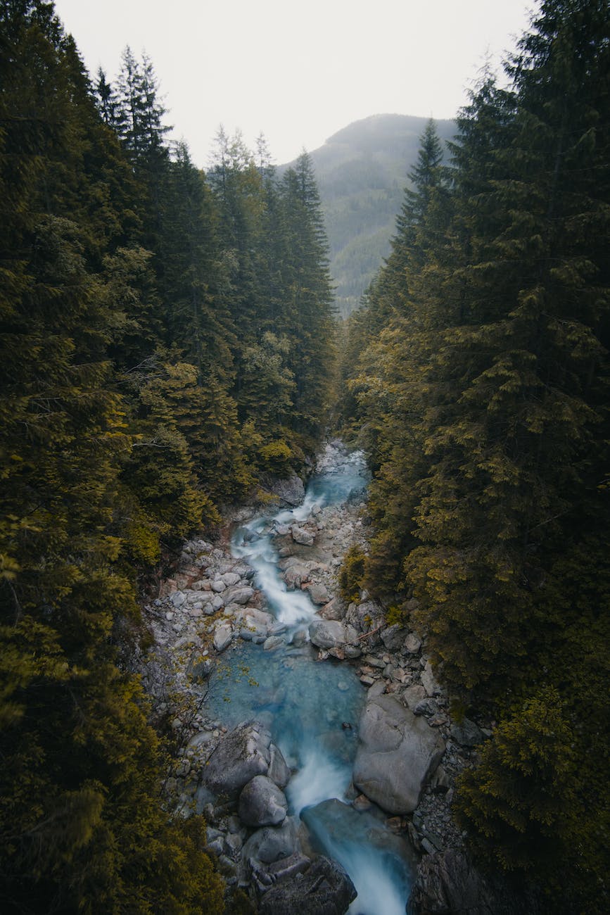 trees near river